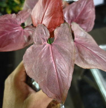 Syngonium pink perfection 