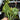 Syngonium pink perfection 