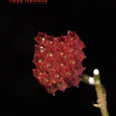 Hoya Mamasa - LUSH