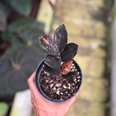Zamioculcas Zamiifolia Black Pink Variegated - Zz Plant