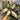 philodendron Hastatum Silver Sword Variegated