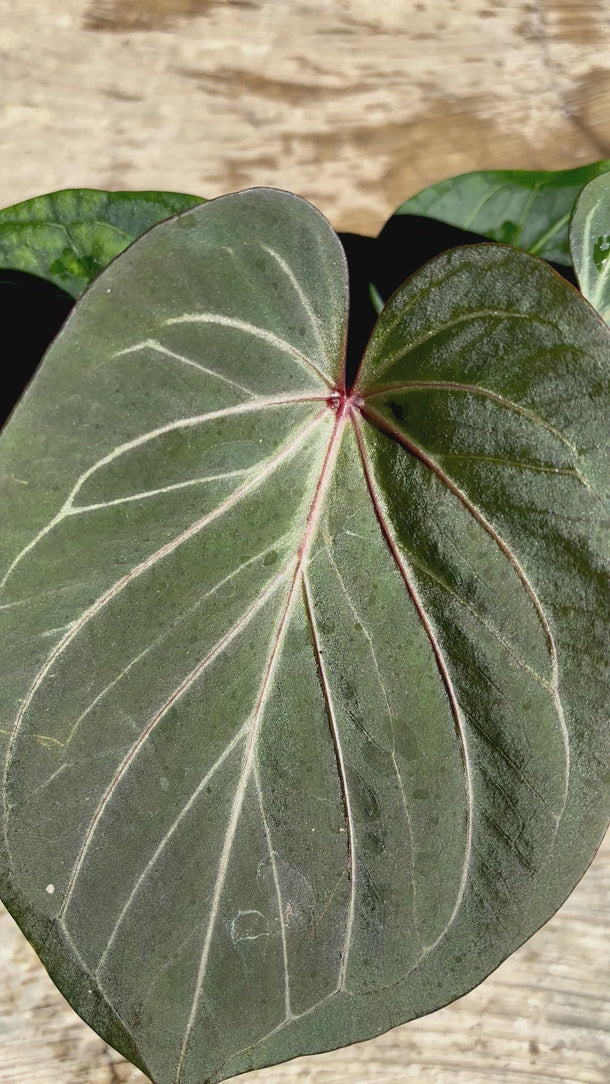 Anthurium king of spades