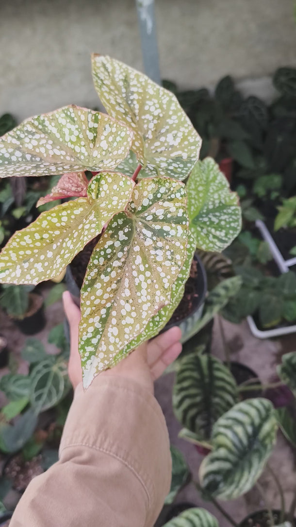 Begonia Snow Capped