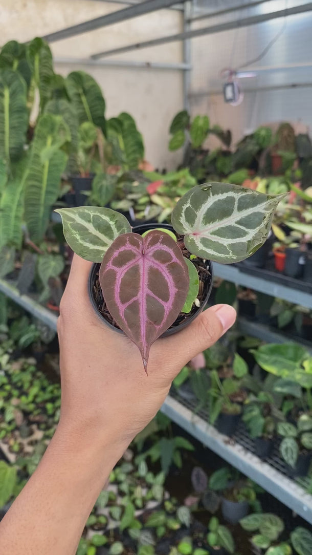 Anthurium Tortoise King X KOS