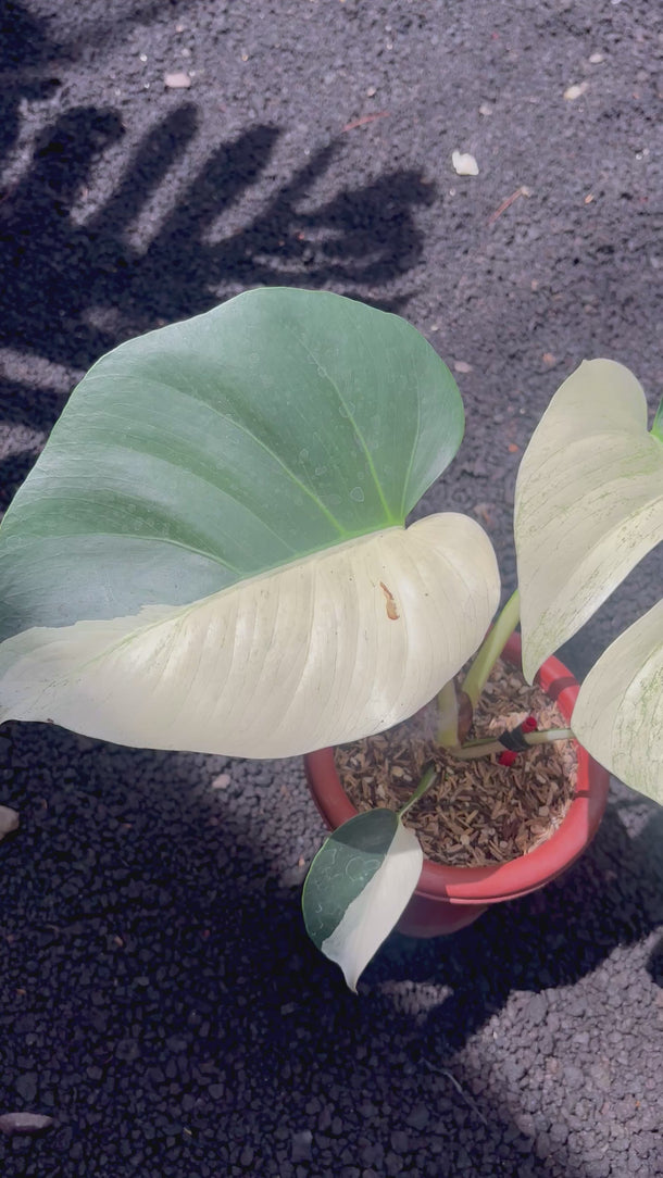 Monstera Jungle Mint Variegated