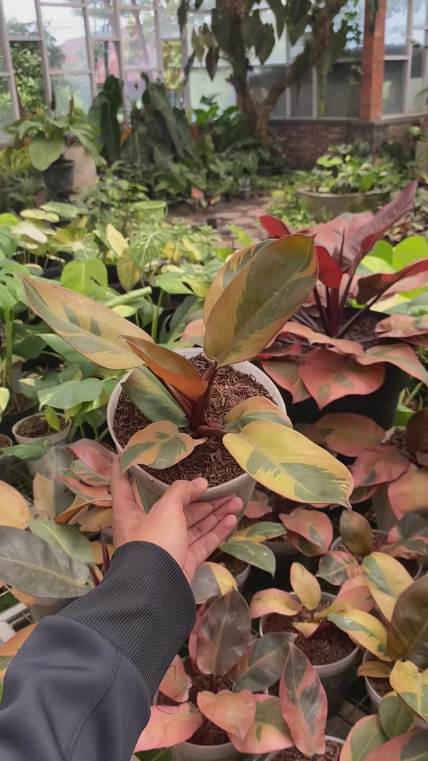 Philodendron black cardinal variegated