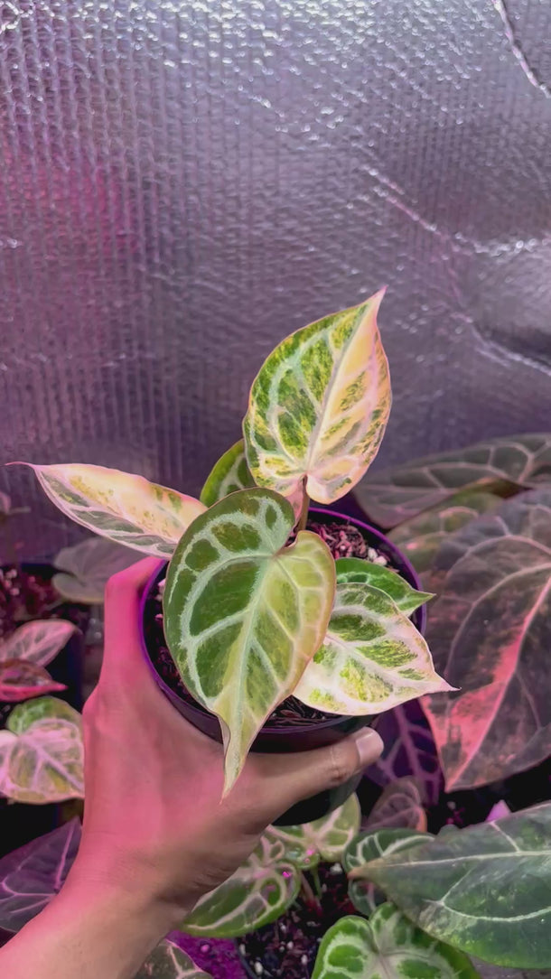 Anthurium Red Space