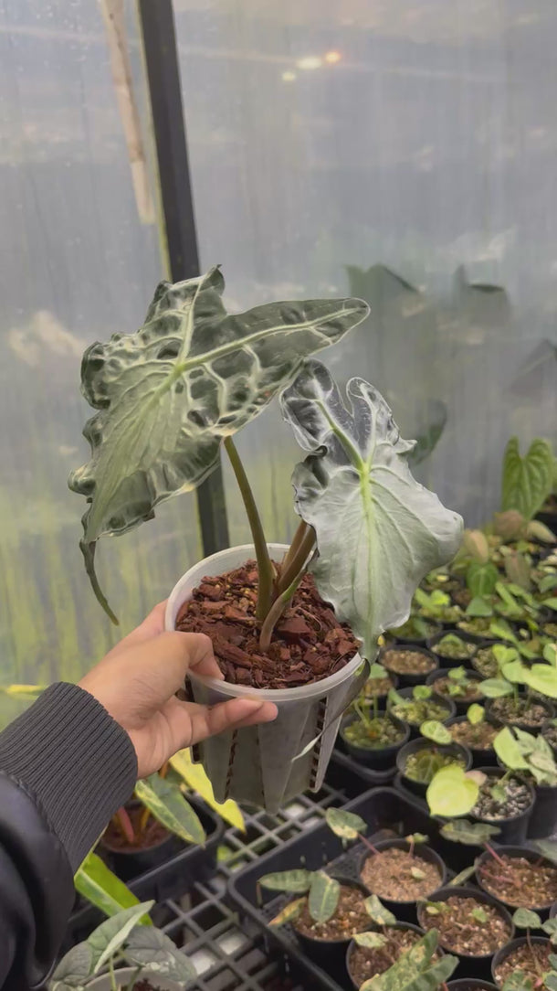 Alocasia Venom