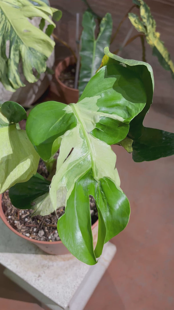 Monstera Deliciosa Ocean Lava
