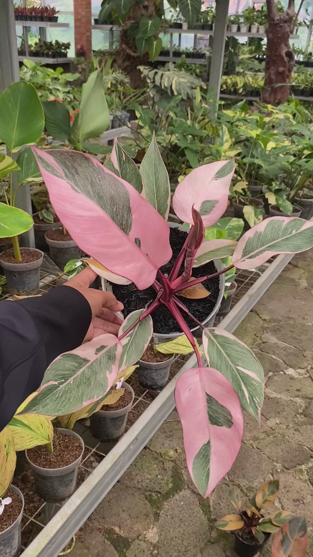 Philodendron Pink Rose