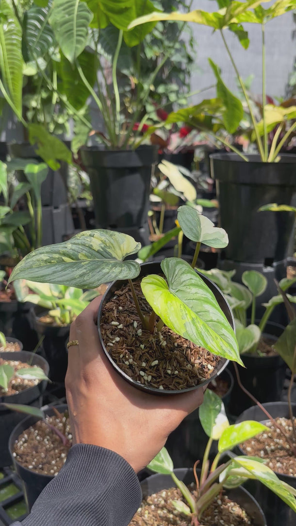 Philodendron Mamei Silver Cloud Variegated