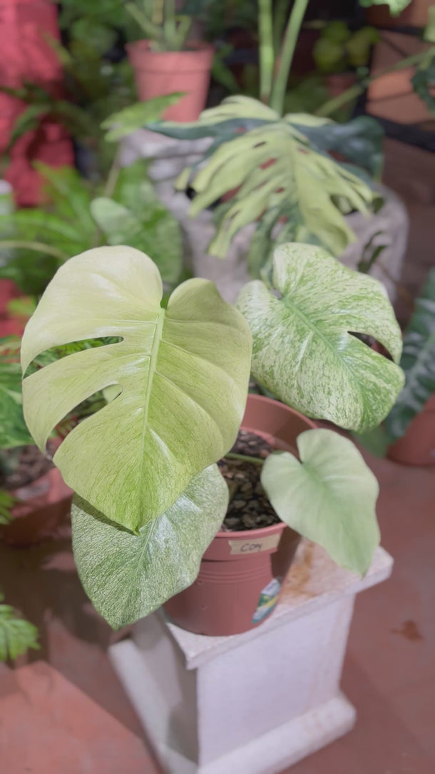 Monstera Blue Mint