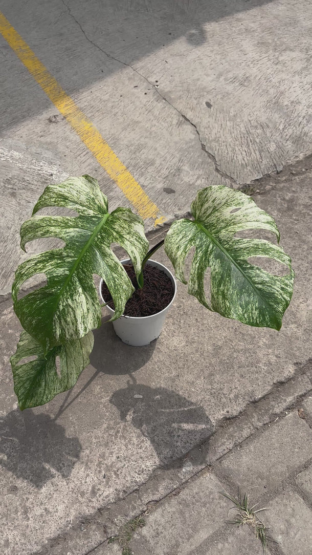 Monstera Java Sport