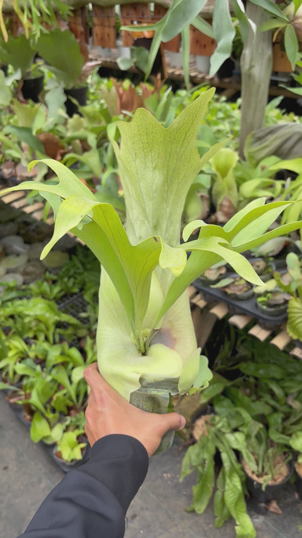 Platycerium Bifurcatum Talnadge