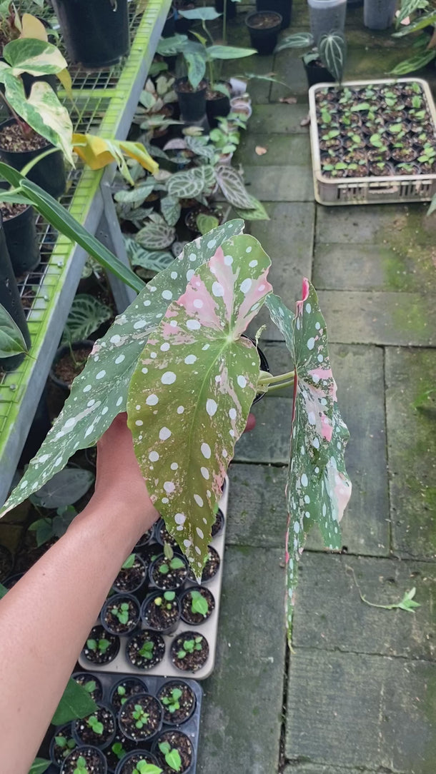 Begonia Maculata Variegated