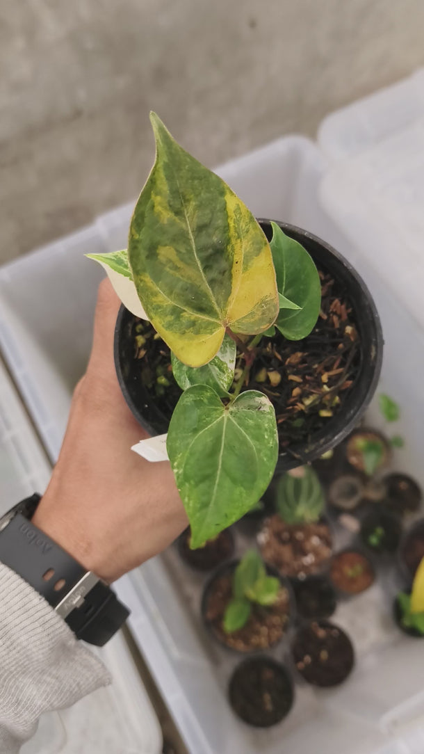 Anthurium Red Magnificum x Indo Porti