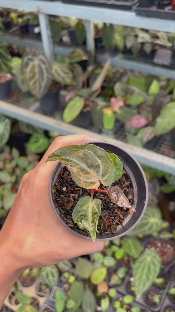 Anthurium Scarlet Moon