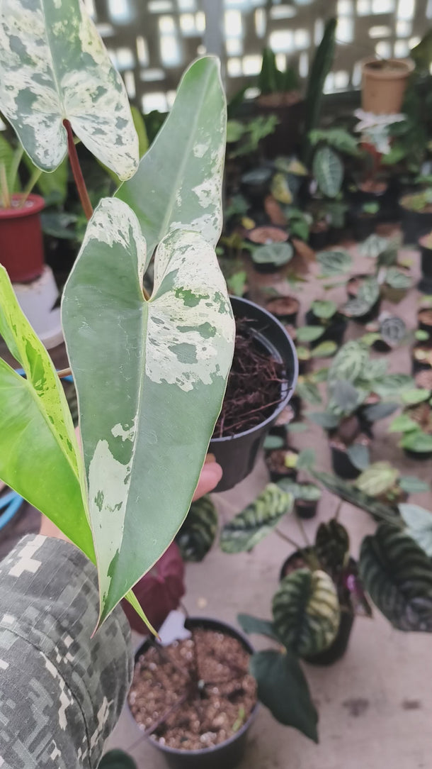 Philodendron ilsemanii variegated