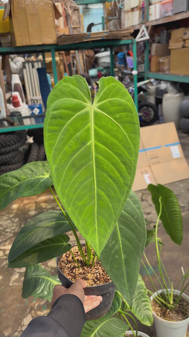 Anthurium Waterburyanum X Warocqueanum
