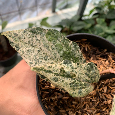 Piper Sylvaticum Variegated