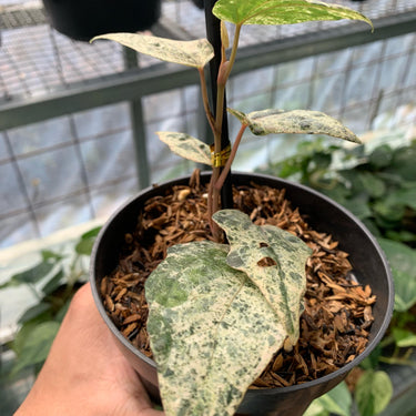 Piper Sylvaticum Variegated