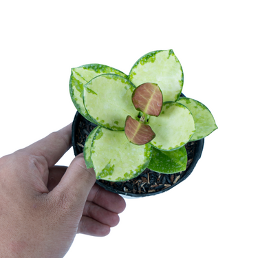 Hoya Australis Lisa