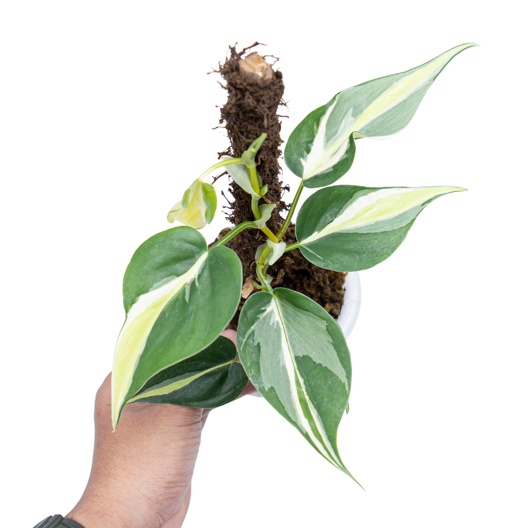 philodendron cream splash vs gabby Philodendron hederaceum 'Cream Splash'