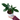 Philodendron Pedatum