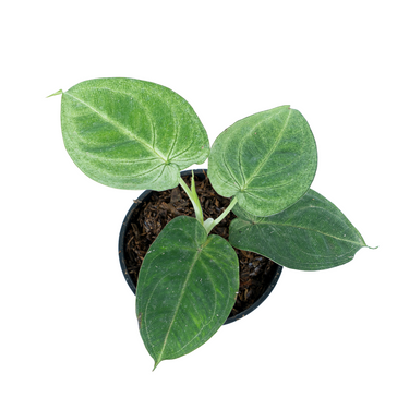 Syngonium Frosted Heart