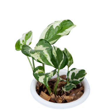 Epipremnum Aureum Snow Queen - Plantstop.us