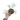Philodendron Tortum