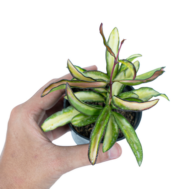 Hoya Kentiana Variegated