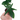 Philodendron Pedatum