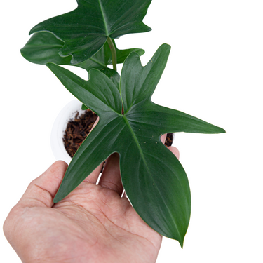 Philodendron Pedatum