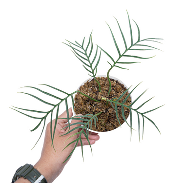 Philodendron Tortum