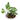 Epipremnum Aureum Snow Queen