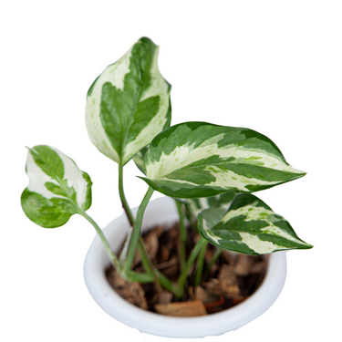 Epipremnum Aureum Snow Queen - Plantstop.us