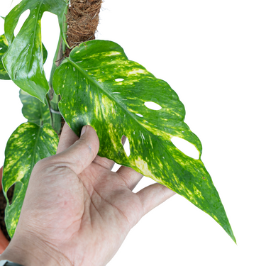 Epipremnum Yellow Varigated - KUJANG