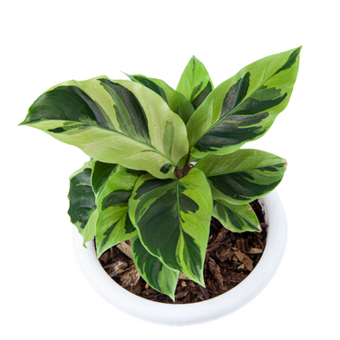 Calathea Yellow Fusion - Plantstop.us