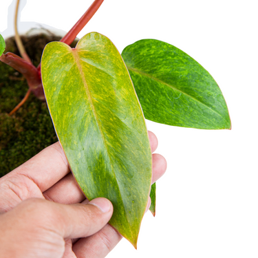 Philodendron Painted Lady