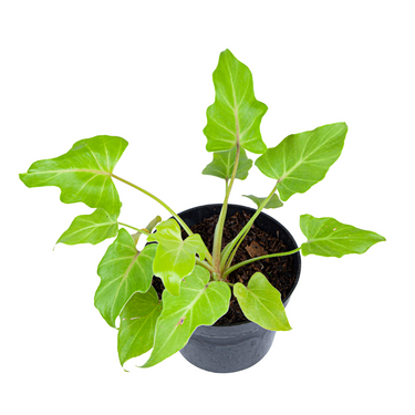 Philodendron Golden Xanadu