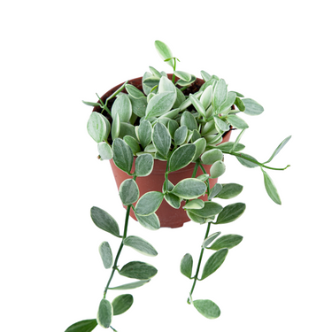 Hoya Dischida Variegated - Plantstop.us