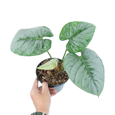 Philodendron Sodiroi - Medium size
