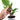 Philodendron Squamiferum