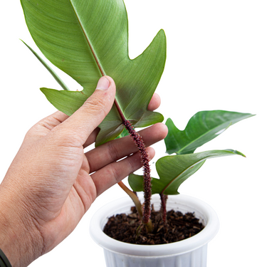 Philodendron Squamiferum
