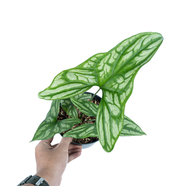Cercestis Mirabilis - Plantstop.us