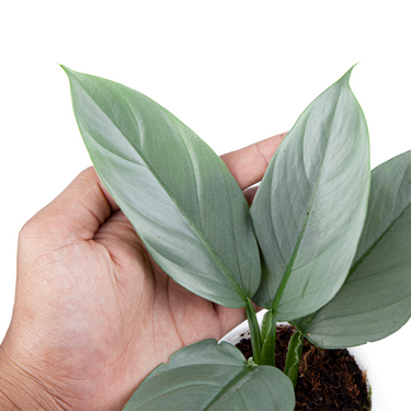Philodendron Hastatum Silver Sword