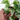 Epipremnum Aurea Marble Queen