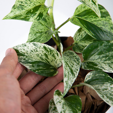 Epipremnum Pinnatum Marble Queen - Plantstop.us