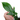 Philodendron Squamiferum